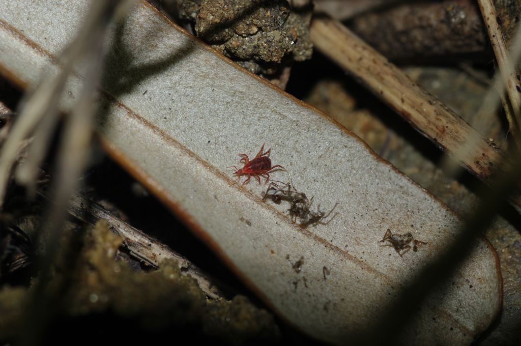 Bdellidae